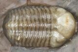 Colorful Austerops Trilobite Fossil - Jorf, Morocco #381207-2